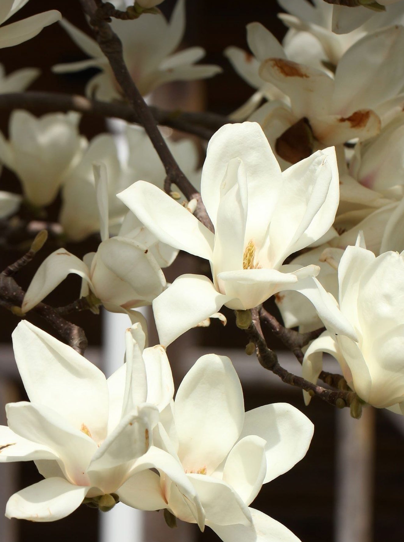 Sandalwood & Vanilla wax melt