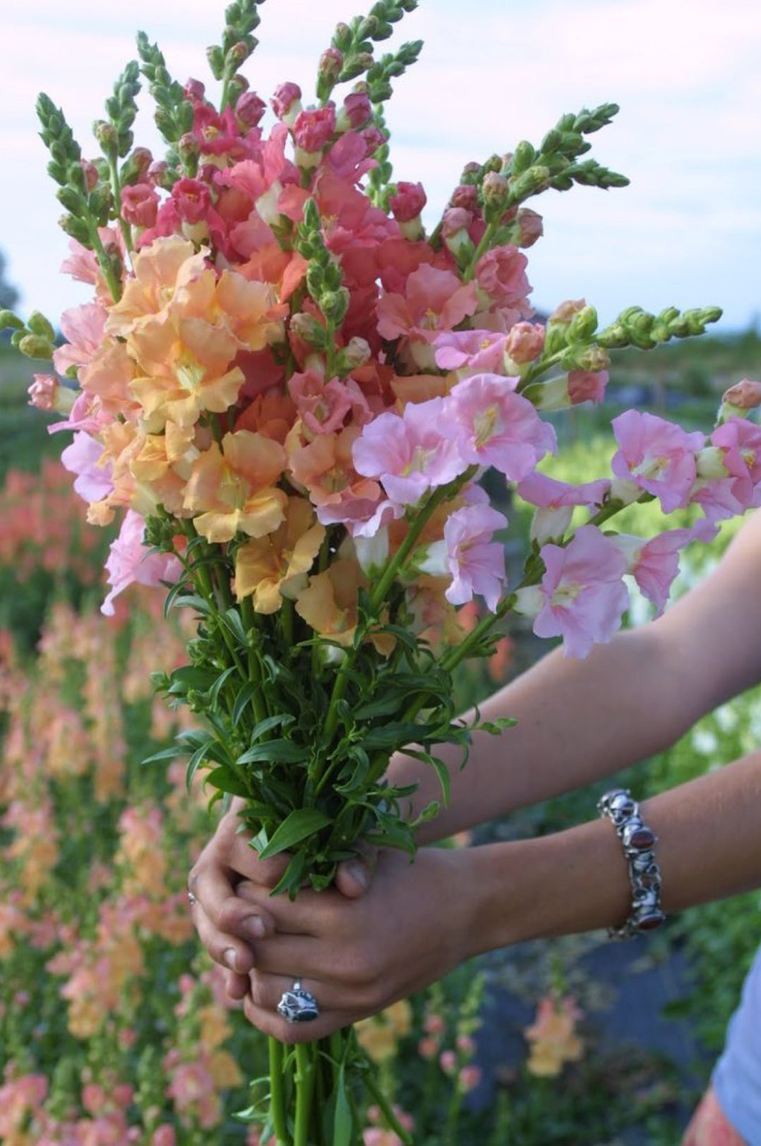 Snapdragon patchouli wax melt