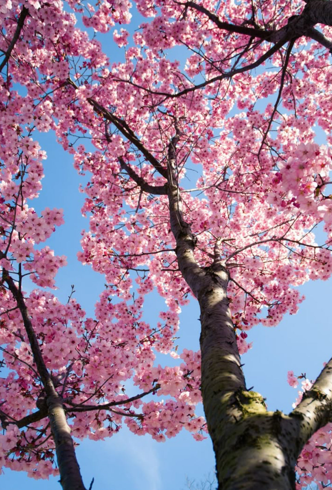 Sugared Blossom snapbar