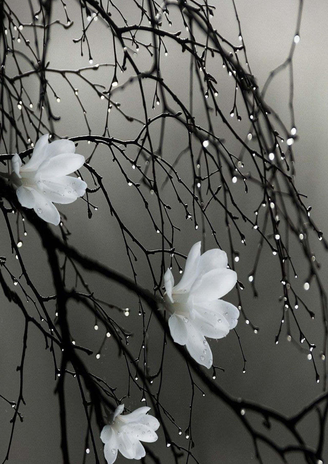 Silver Sandalwood & Musk wax melt