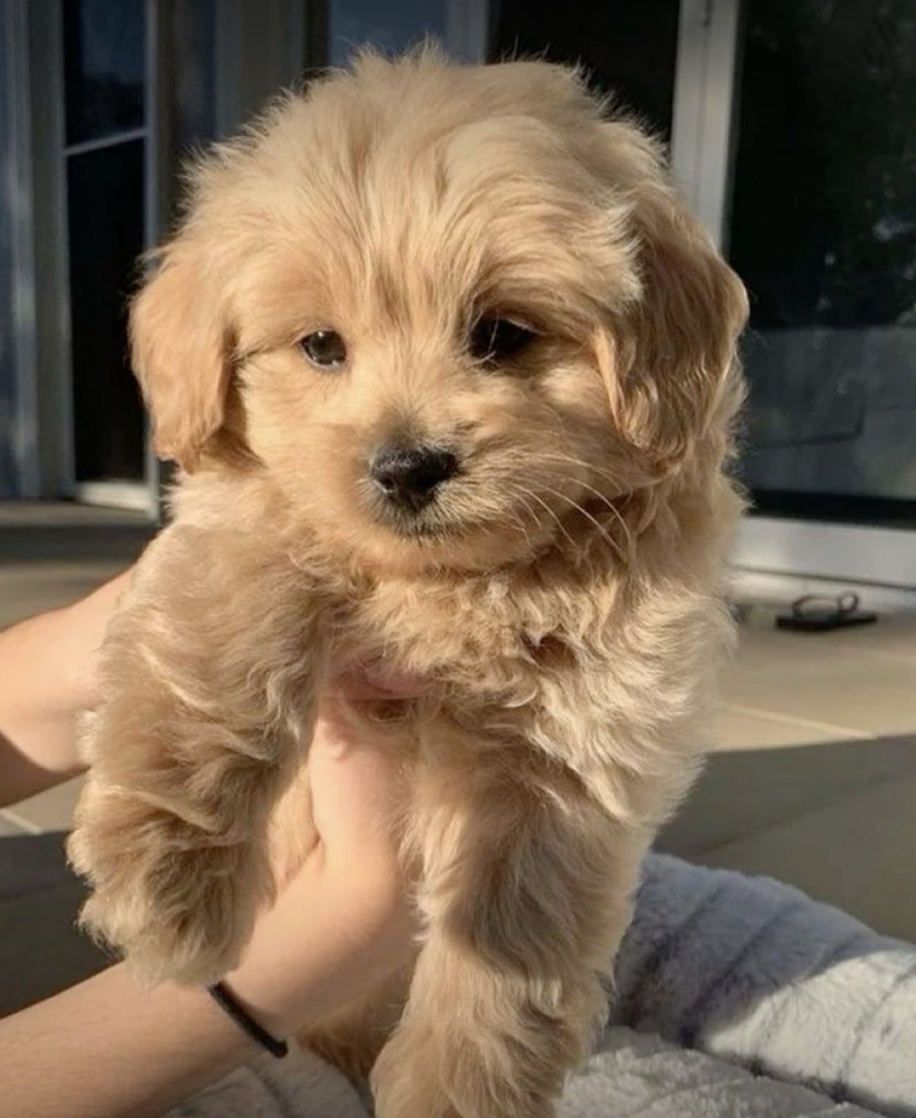 Perfect pooch odouraze wax melt