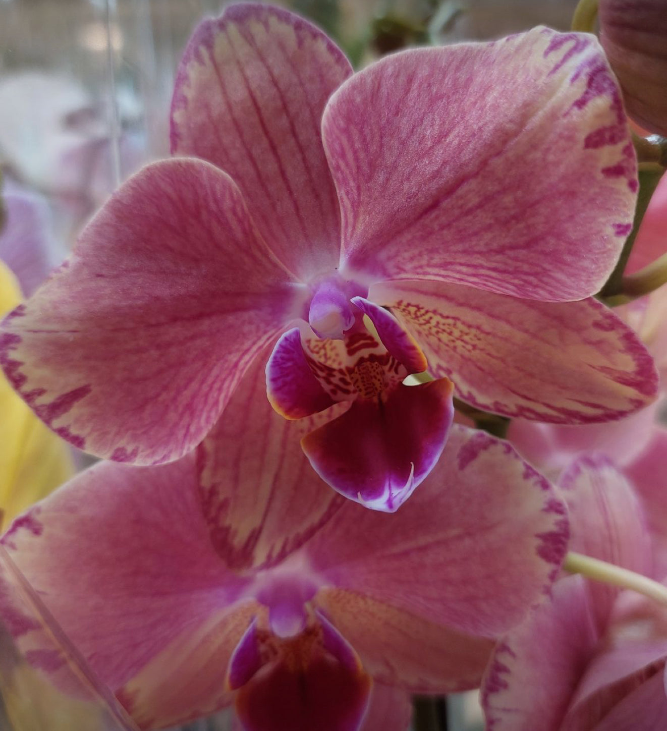 Thai orchid fe breeze wax melt